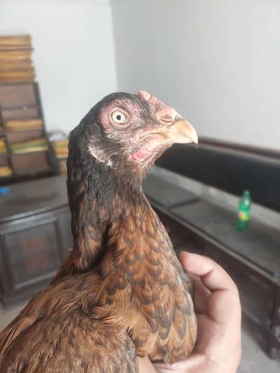 Aseel hen