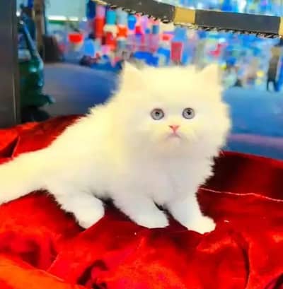 Persian female kitten for sale 0348_9629855 Whatsapp number