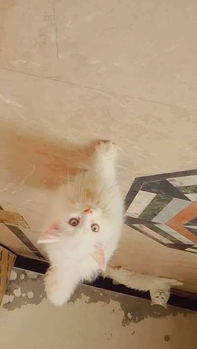 Persian kitten