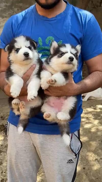 Husky puppies wolly coat blue eyes