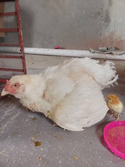 aseel Heera paper white hen with Chicks