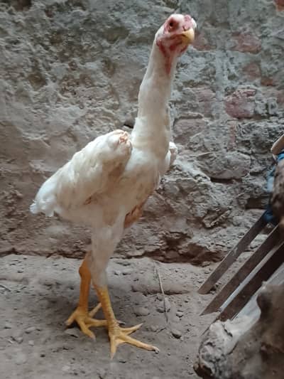 7 Months Old White Patha Shamo – Strong Body & Active Bird for Sale