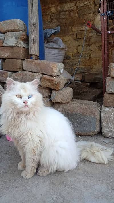 Persian cat male for sale