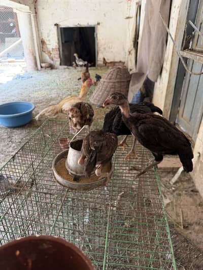 Purr aseel chicks 2-3 months full young breeding female hens cock