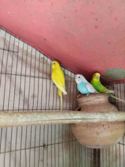 Birds