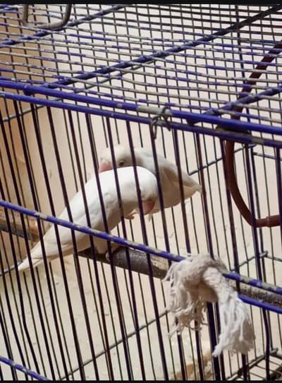 love bird albino red eye or silver jawa breeder pair confirmed