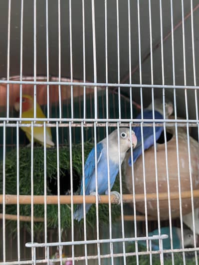 Fischer red eyes parrot