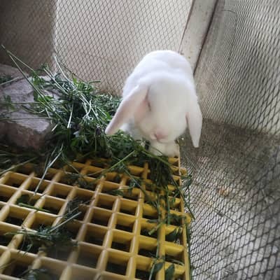 Holland lop rabbit pair for sale. . pair