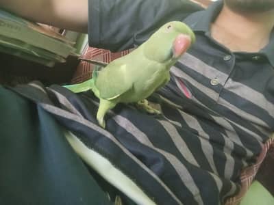 Pakistani parrot