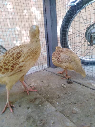 irani Teetar pair for sale