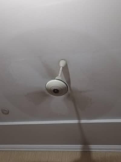 Royal Fans 56"