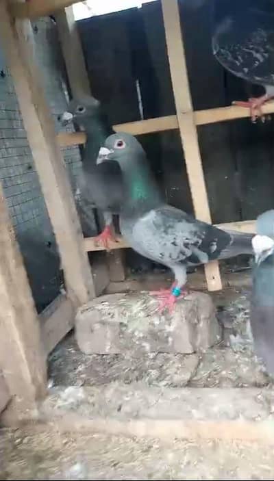 RECER KABOTR HE