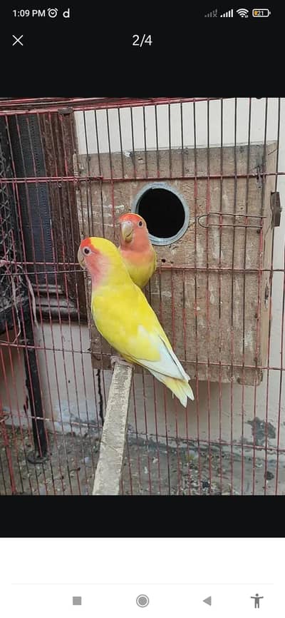 common Latino ka breeder pair for sale