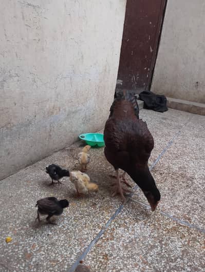 1 Aseel murgi or 2 Bache