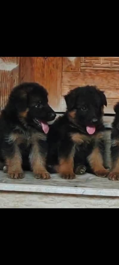 German shepherd Long hairs pups