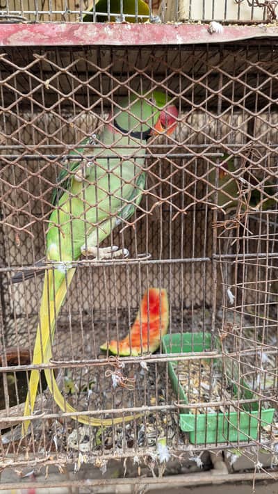 talking Pahari parrots pair with cage
