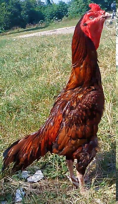aseel peela home breed