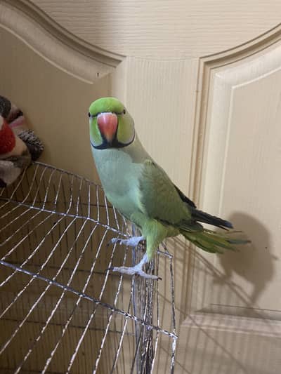 Parrot