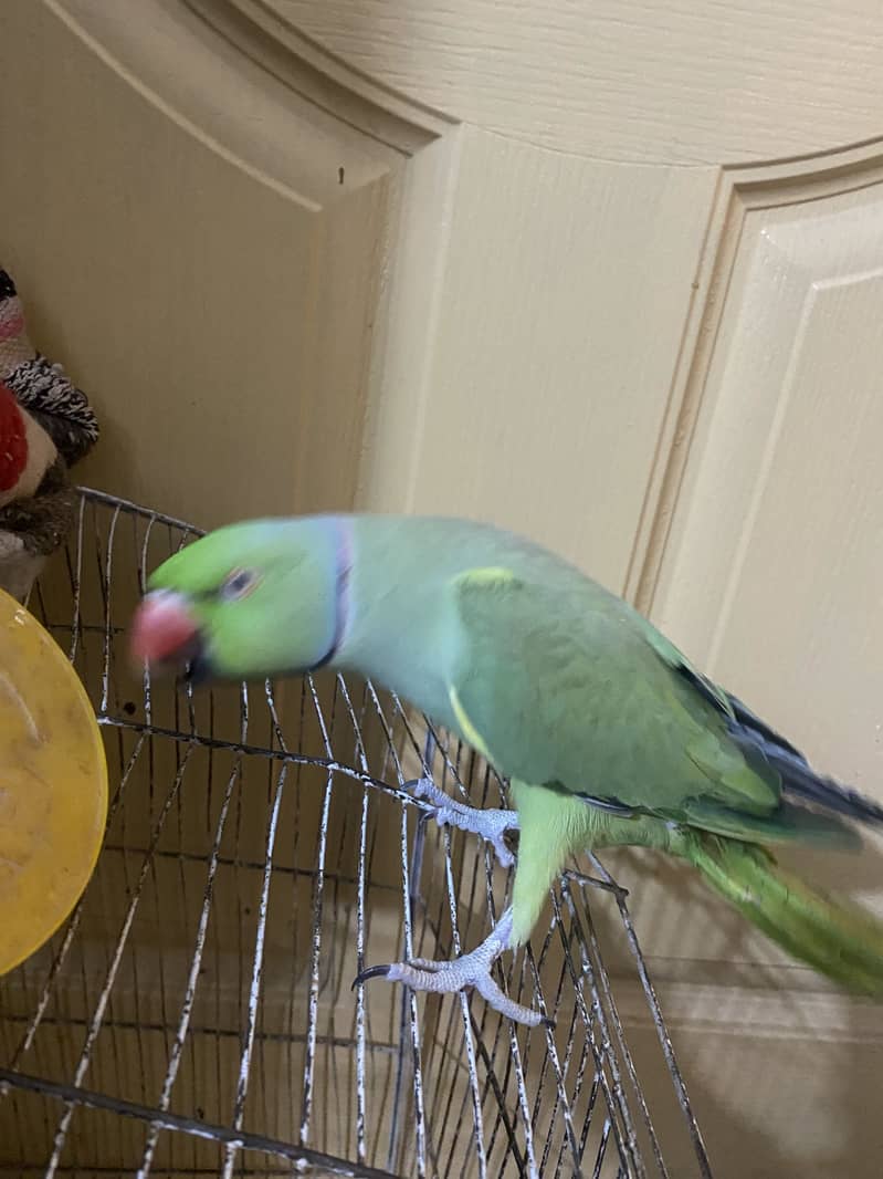 Parrot 1