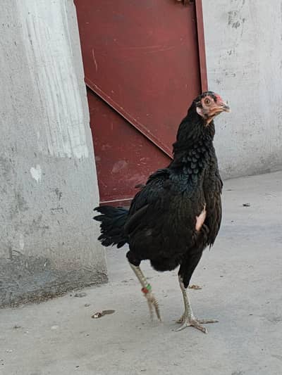 PAKOYA FEMALE PURE BLOOD LINE