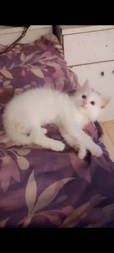 pure Persian double coated kittens
