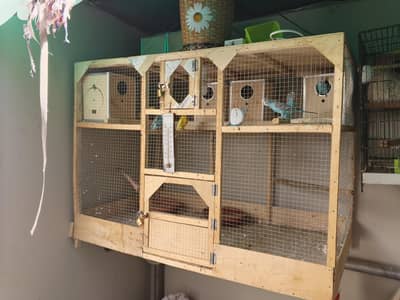 love Birds / Budgie