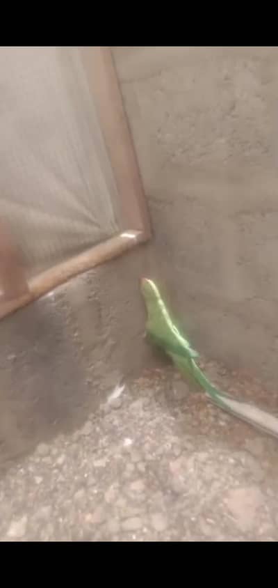 female breeder
