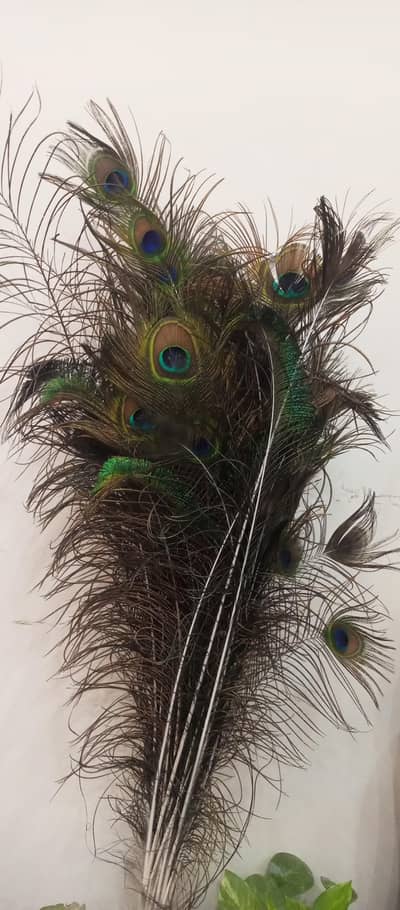 peacock feathers for room/home decor