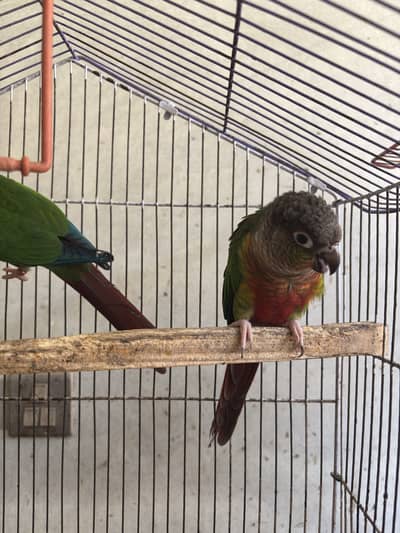 Green cheek conure Pair