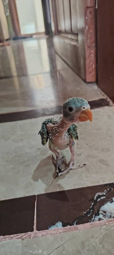 baby parrot