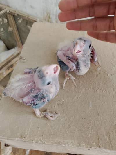Cockatiel Chicks for hand taming