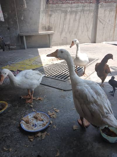 1 male 2 females  contact number 03187112644