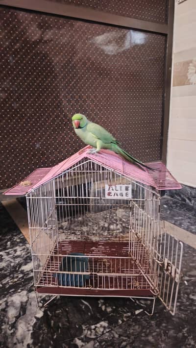 RingNack Parrot hand Tamed