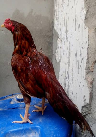 hi quality khajuriya patha