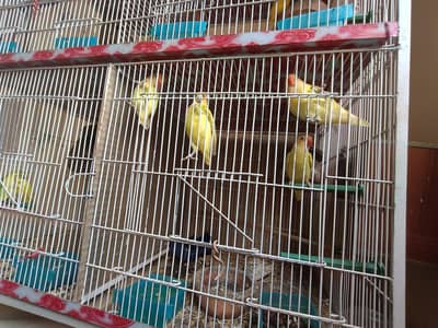 Decino ino 2 pair healthy n active