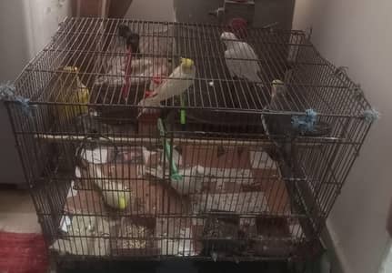 Big size Bird Cage for Sale in reasonable price- 8/10 Condition*