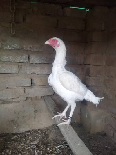 Paper white heera female