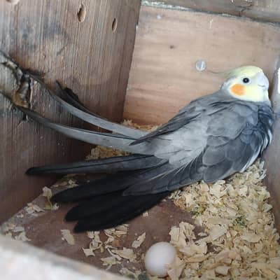 coktail breeding pair  ' ready for breeding '