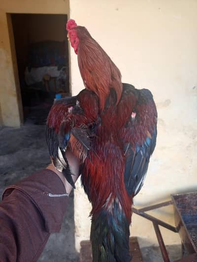 for sale urgent location WAH CANTT barrier 3 03125641760