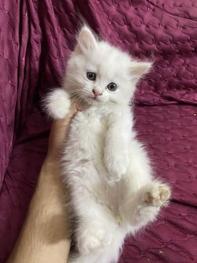Babies kitten