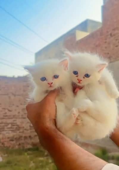 Persian Blue Eyes Triple Coated Pair