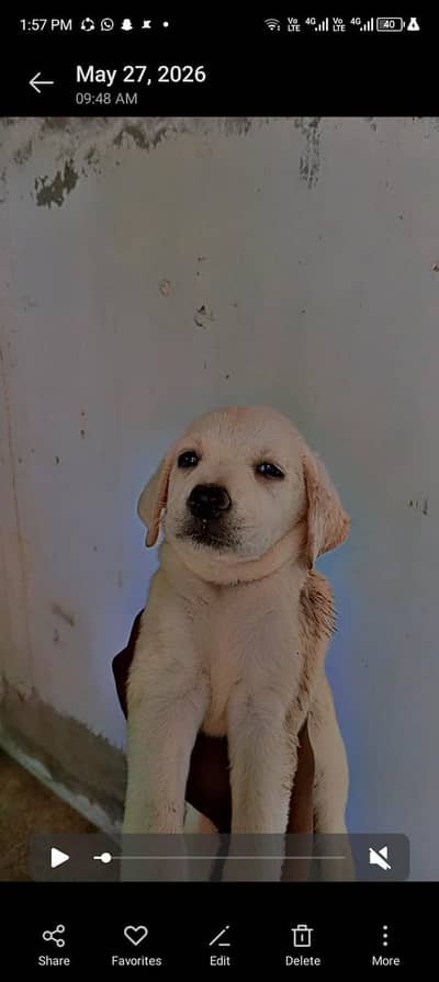 very good puppies estamed quality