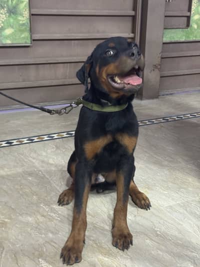 Rottwiller