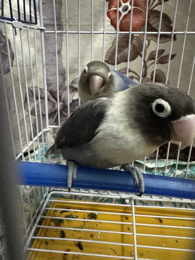 Lovebirds Pair for sale with cage