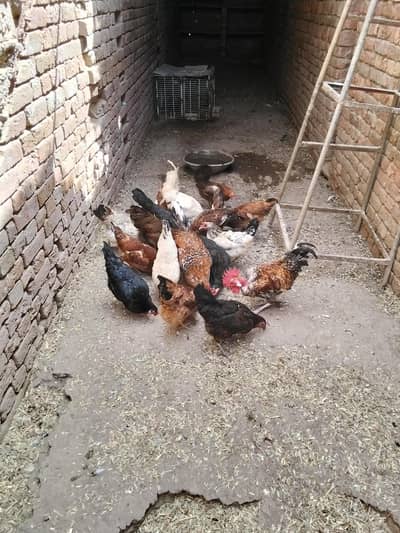 mishri desi for sale . . female 1200 aur Mel 2000. .