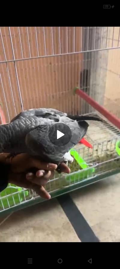 Grey parrot