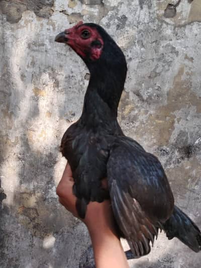 Thai barmi Madi for sale