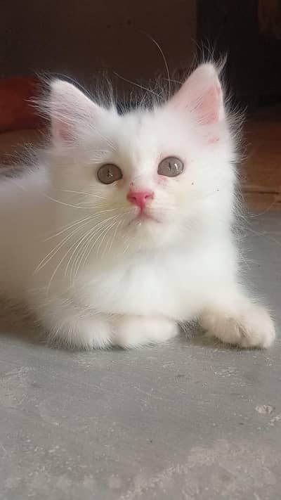 percian cat