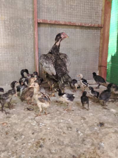 Aseel Female with chicks