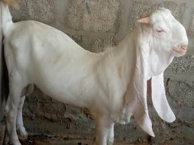 gulaboi bachy 7 and 10 months
